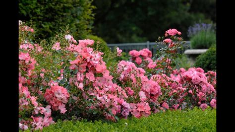 Flower Carpet Rose Landscaping Ideas Youtube