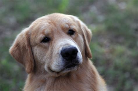 Aj Scion Golden Retrievers