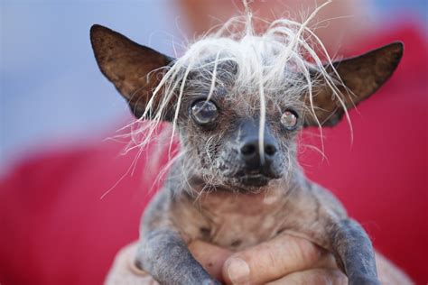 Ecco Peanut Il Cane Pi Brutto Del Mondo La Repubblica