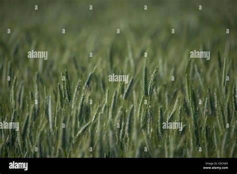 Barley Hordeum Vulgare Barley Field Stock Photo Alamy