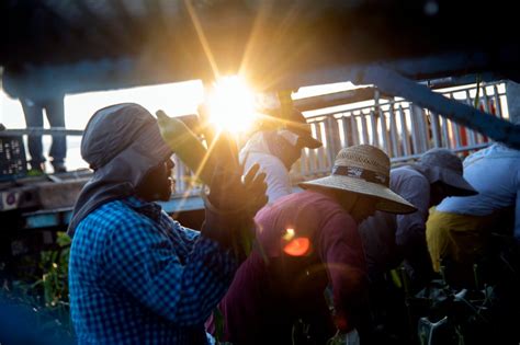 Photos The 2021 Colorado Olathe Sweet Sweet Corn Harvest Gets Underway