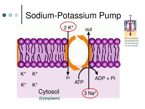 Active Transport Active Transport The Transport Of A Substance Across