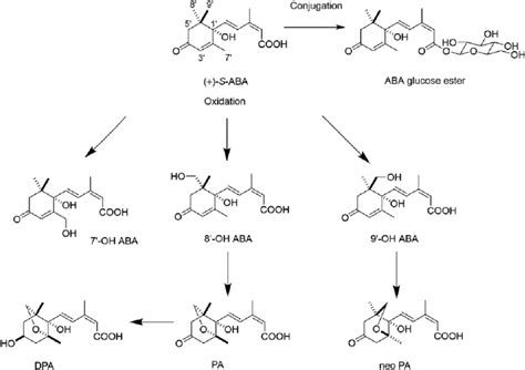 Catabolic Pathways For Aba Aba Abscisic Acid Pa Phaseic Acid Download Scientific