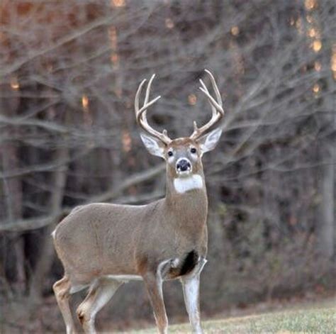 1000+ images about Whitetail Deer on Pinterest | Deer hunting, Big ...