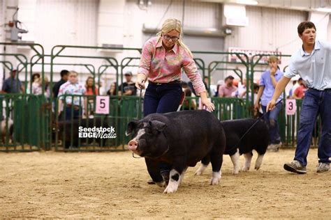 The Exposition Junior Show Poland Barrow Show National Swine