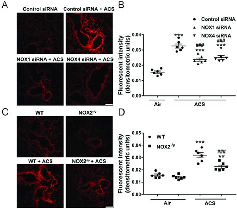 Knockdown Of Nox1 Nox2 Or Nox4 Significantly Attenuated Acsinduced Download Scientific