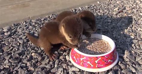 Baby Otters Eating | POPSUGAR Pets