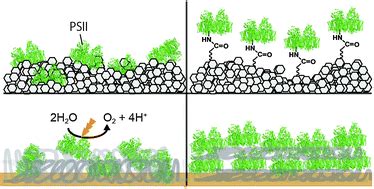 Protein Film Photoelectrochemistry Of The Water Oxidation Enzyme