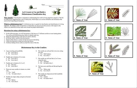 Taxonomy Classification And Dichotomous Keys Worksheet