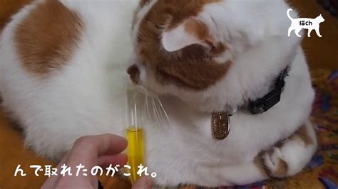 猫のおしっこを運ぶ男 Youtube