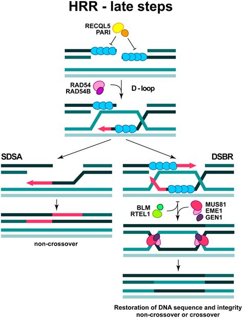 Frontiers Dna Double Strand Break Repair As Determinant Of Cellular