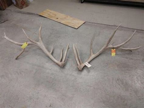 Big Elk Shed Antlers