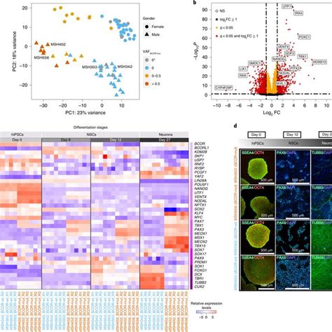 Functional Validation Of The Impact Of BCOR Mutations In HiPSCs And