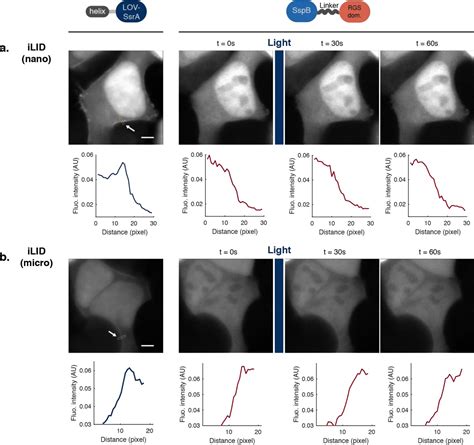 Figure 1 2 From Decoding Calcium Encoding Through Bi Directional