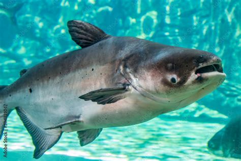 The Mekong giant catfish (Pangasianodon gigas) is a large, critically endangered species of ...