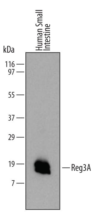 Human Reg A Antibody Mab R D Systems