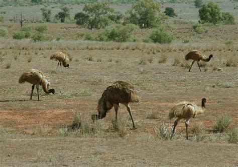 A Picture From History The Great Emu War Of 1932 Pew Pew Tactical