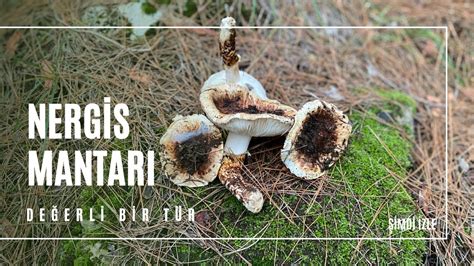 Ok De Erli Bir Mantar Nergis Mantar Tricholoma Caligatum Youtube