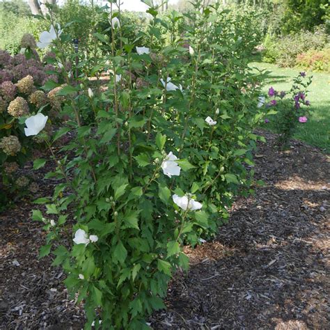 White Pillar Rose Of Sharon Shrub Ray Wiegands Nursery And Garden Center