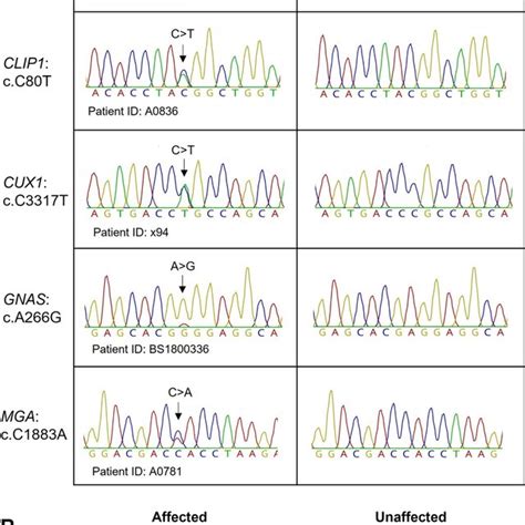 Sanger Sequencing Validation Of Variants Identified By Whole Exome Download Scientific Diagram