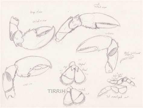 lobster anatomy study 3 by Tirrih on deviantART