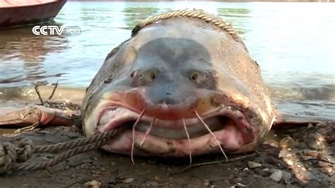 Fisherman Catches Rare Giant Fish Youtube