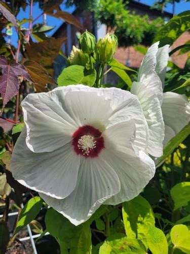 Hibiskus Bagienny Bylinowy Ketmia Luna White Hibiscus Moscheutos C