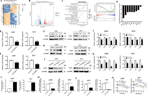 Linc02159 Regulates Yap1 Signaling In Nsclc Through Alyref Mediated M⁵c Download Scientific