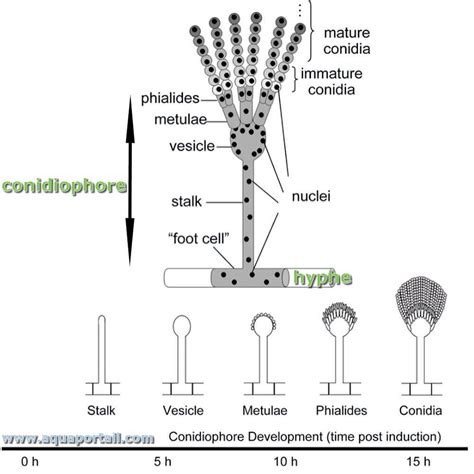 Conidiophore Définition Et Explications