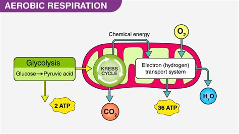 How Do Prokaryotes Carry Out Aerobic Respiration