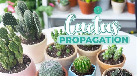 This Is How To Cut And Propagate A Cactus Easily