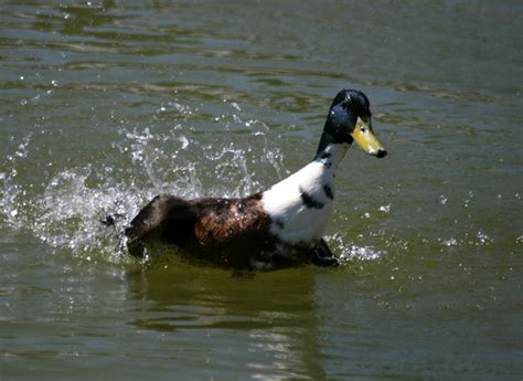 Free A Duck Splashing Stock Photo - FreeImages.com