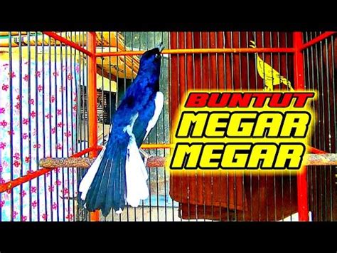 Masteran Kacer Sore Cepat Bongkar Isian Kasar Suara Burung Bikin