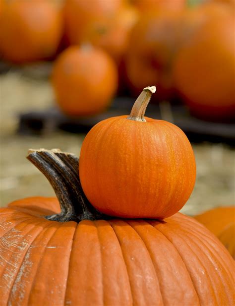 Only 6 States Produce A Majority Of The Holidays Pumpkinswomansday