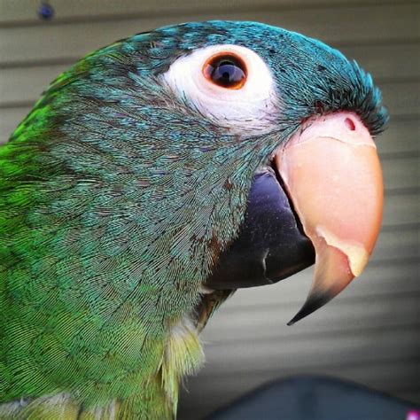 blue crown conure on Tumblr