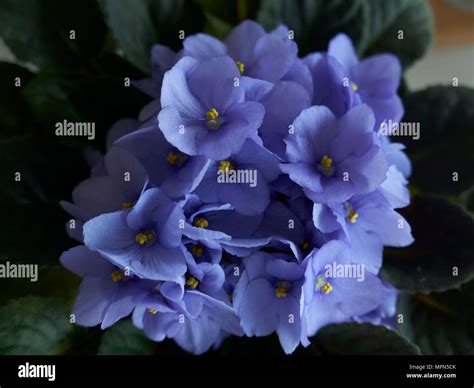 Bunch Of African Violets Stock Photo Alamy