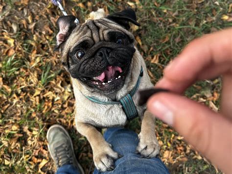 ASÍ PUEDES MEJORAR EL OLFATO DE TU MASCOTA