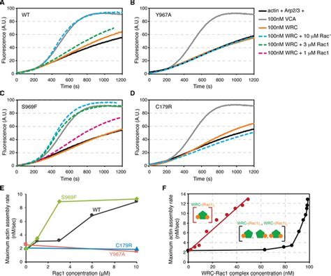 Figures and data in Rac1 GTPase activates the WAVE regulatory complex ... 