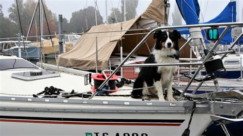 Anchors Aweigh A Dogs Tour Of The Norfolk Broads The Barking