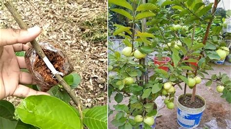 How To Air Layering Guava Tree New Techniques Youtube