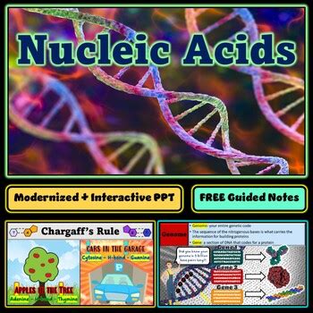 Introduction To Nucleic Acids Interactive PowerPoint FREE Guided Notes