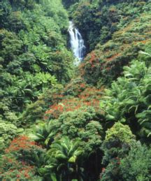 Biomes - Hawaii Volcanoes National Park