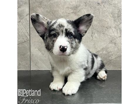 Cardigan Welsh Corgi Puppies - Breed Info - Petland Frisco, Texas