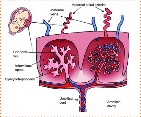 Placenta Diagram Labeled