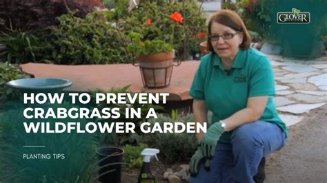 Crabgrass Prevention Tips For Wildflower Gardens Glover Nursery