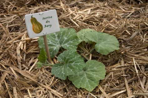 Courge musquée sucrine du Berry Graines de ma region