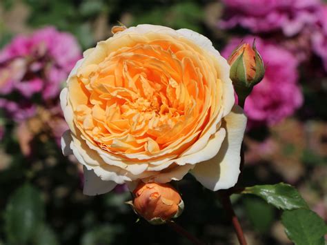 Englische Rose 'Crown Princess Margareta' - Rosa 'Crown Princess ...