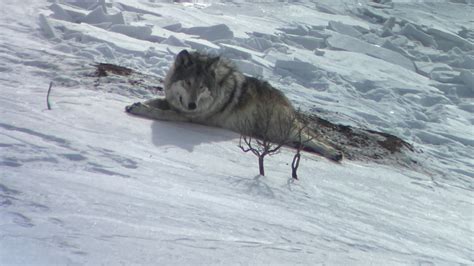 New Colorado wolf license plate raises money to mitigate conflict | 9news.com