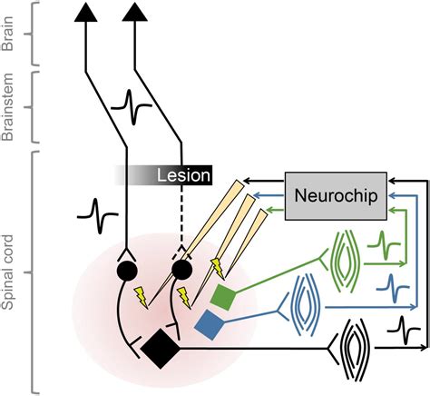 Frontiers Neurochip An Autonomous Multichannel Bidirectional Brain