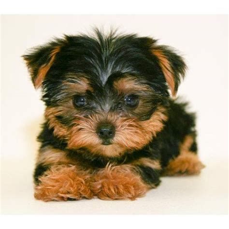 Yorkshire Terrier Hund In Schweiz Yorkshire Terrier Welpen Kaufen